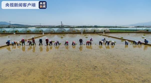 袁隆平超级杂交水稻移栽工作云南开展 冲世界纪录