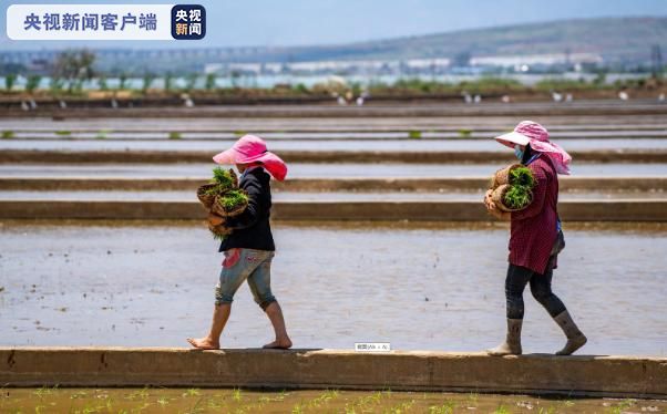 袁隆平超级杂交水稻移栽工作云南开展 冲世界纪录