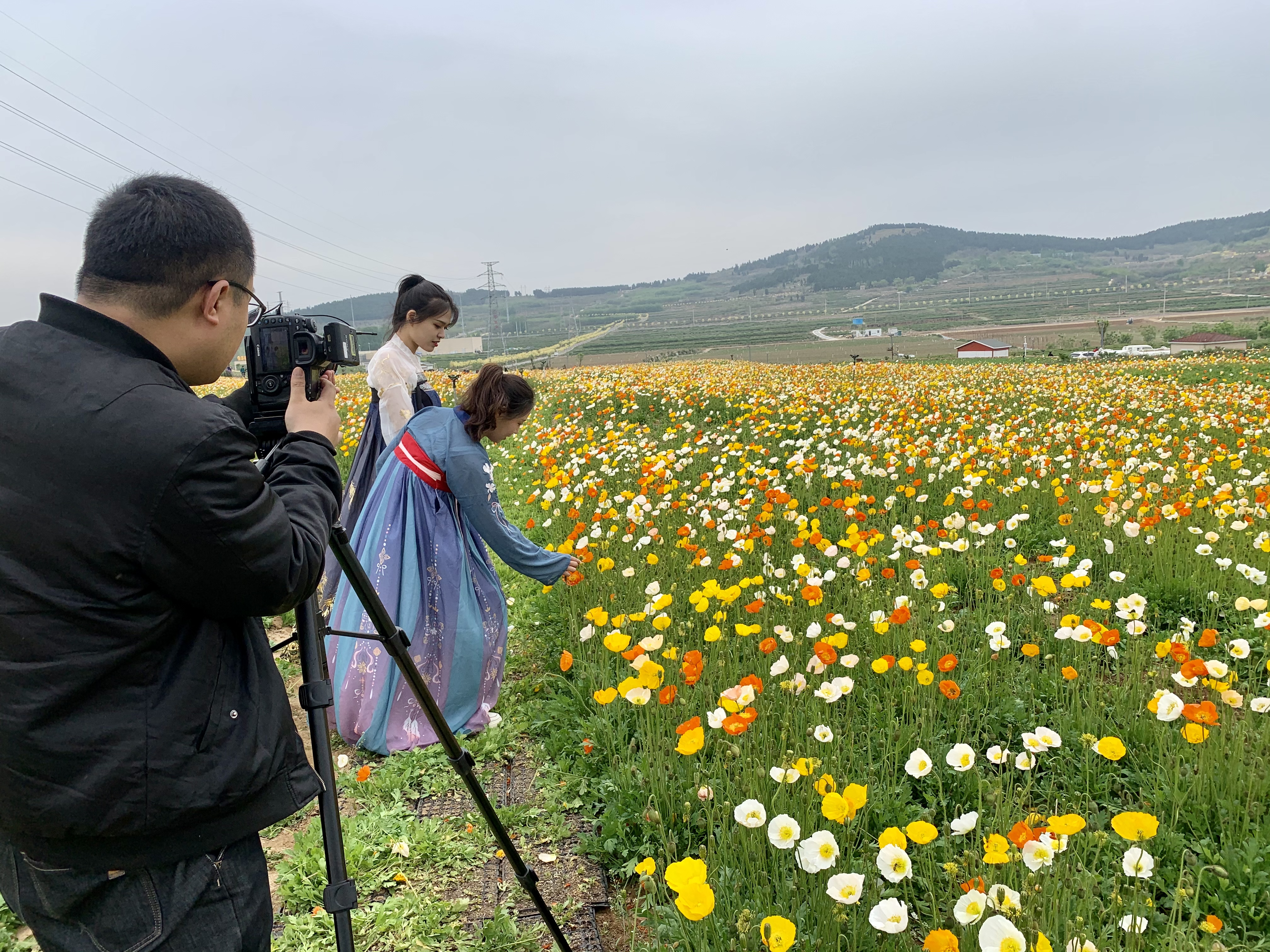 相约平阴 “抖出玫时间的你” 平阴玫瑰文化节短视频大赛开启 