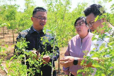 “小山楂”做出“大文章”——记莱芜区牛泉镇科技副镇长朱传合