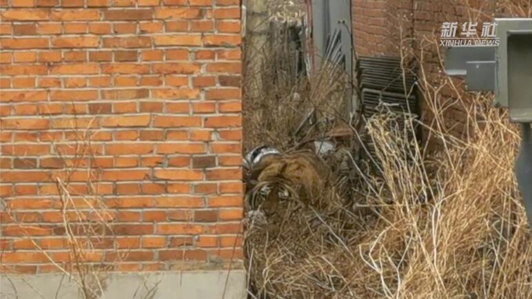 黑龙江野生东北虎进村追踪:不到半年出现数次，“大王”为何频频“下山”？