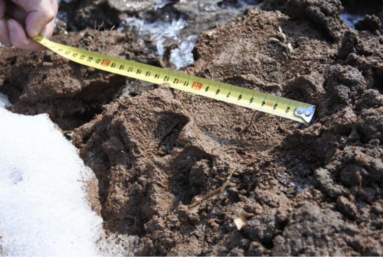 黑龙江野生东北虎进村追踪:不到半年出现数次，“大王”为何频频“下山”？