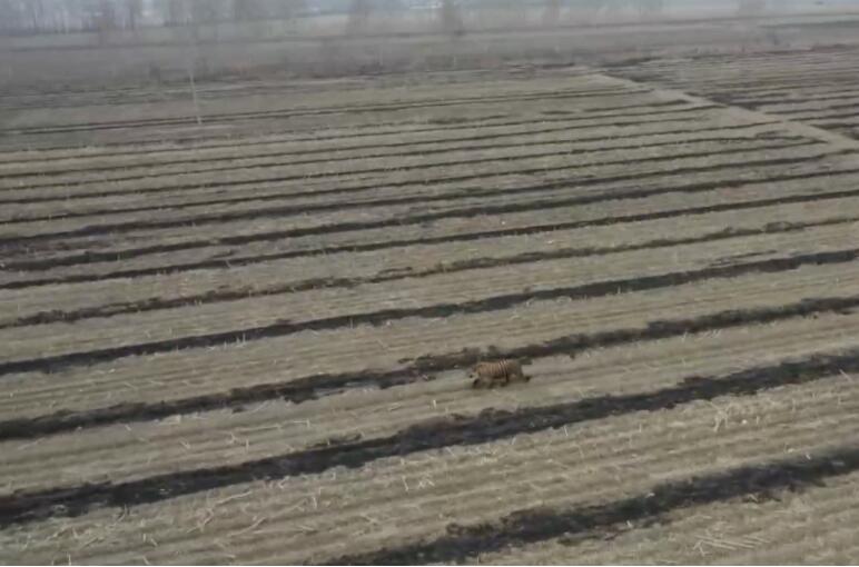 黑龙江野生东北虎进村追踪:不到半年出现数次，“大王”为何频频“下山”？