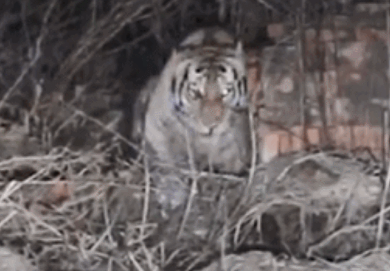 闯村伤人老虎被命名完达山1号 入村的东北虎眼睛已无大碍