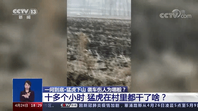 进村老虎为何叫“完达山1号”？专家回应！最新监控曝光
