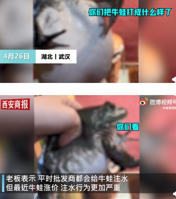 忍不了！餐馆老板吐槽注水牛蛙如气球，怒揭行业内幕【图】