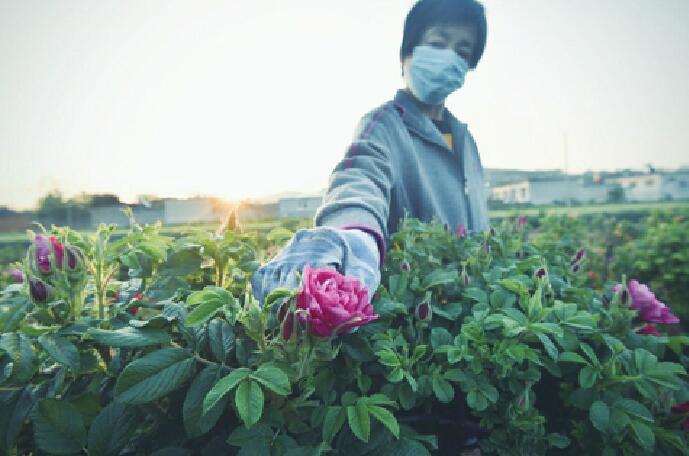 一朵平阴玫瑰花的独白 只需20多个小时，从鲜花变成玫瑰花茶