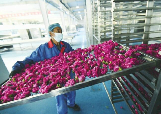 一朵平阴玫瑰花的独白 只需20多个小时，从鲜花变成玫瑰花茶