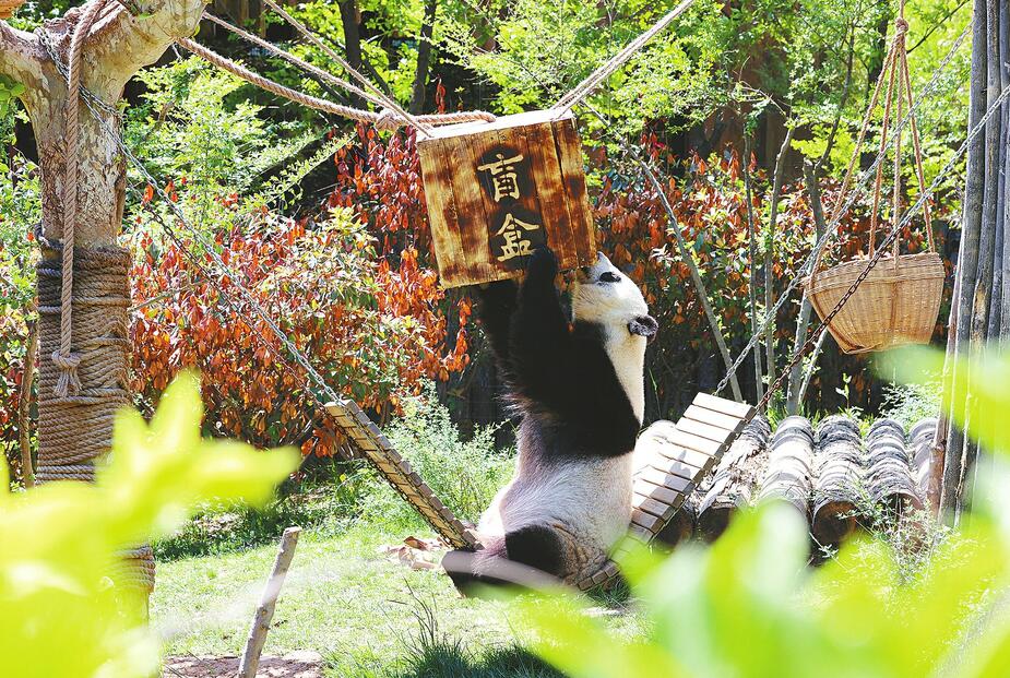熊猫开盲盒河马吃苹果 动物世界假期欢乐多多