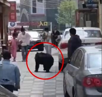 【细思极恐】辽宁一马戏团黑熊逃跑上街，画面曝光引围观
