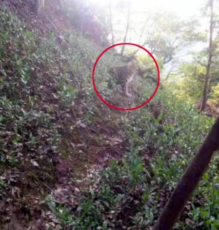 杭州转塘山林疑有豹子出没 网友：拍摄者是个狠人