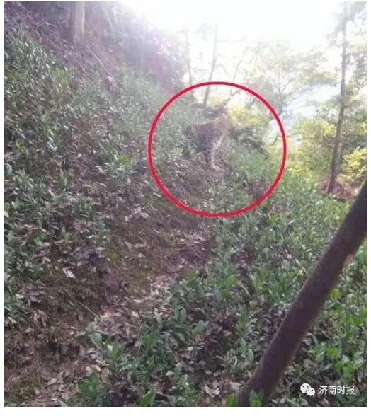杭州野生动物世界3只金钱豹外逃，联合调查组入驻