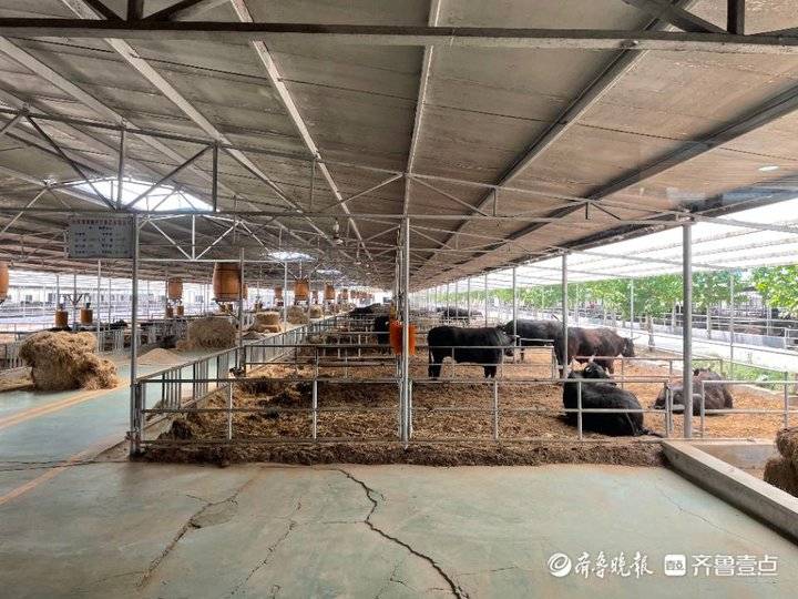 追寻建党百年足迹·网络名人山东行｜在淄博探秘氢未来与黑牛产业