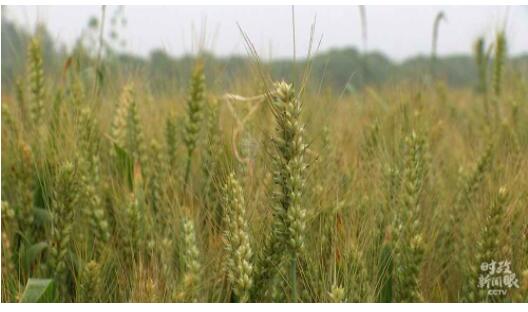 时政新闻眼丨习近平再看南水北调，关注了哪些重要问题？