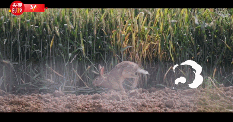 习近平河南行丨“生活富起来”——走进邹庄丹江绿色果蔬园基地