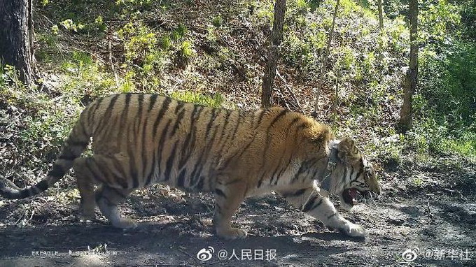 最好的结局!进村东北虎成功放归自然 “完达山1号”经历了什么?