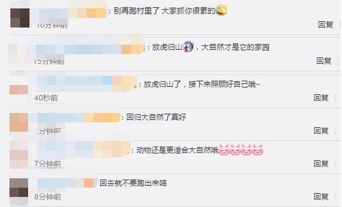 最好的结局！进村东北虎成功放归自然 “完达山1号”经历了什么？
