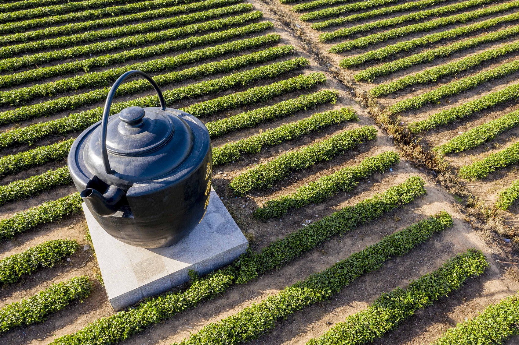 青岛：海青茶迎来繁忙收获季