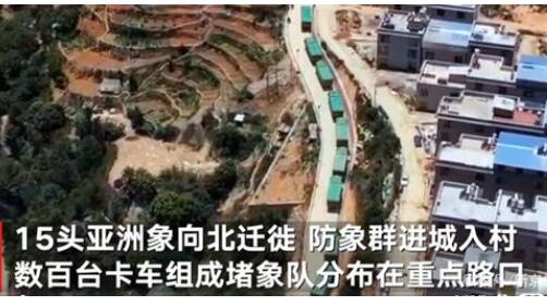 云南“堵象人”4天吃住在车上 严防象群进城入村