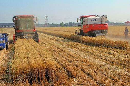 又是一个收获季!济南三夏麦收“开镰” 329.9万亩小麦将归仓