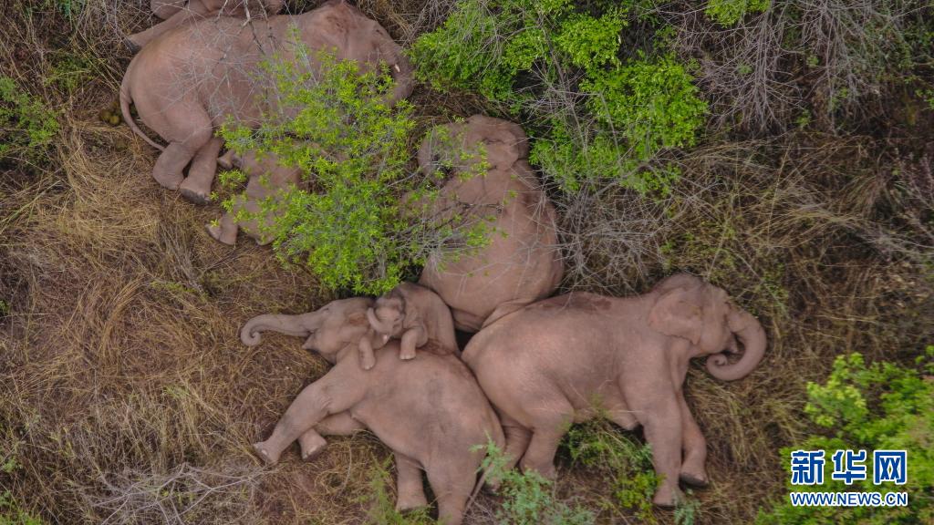 云南北迁象群原地休息徘徊暂停迁移