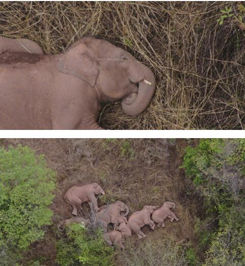 无人机拍下野象群睡觉休息画面 象宝宝在中间