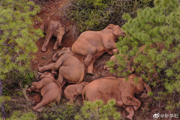 云南北移亚洲象群持续在易门县活动
