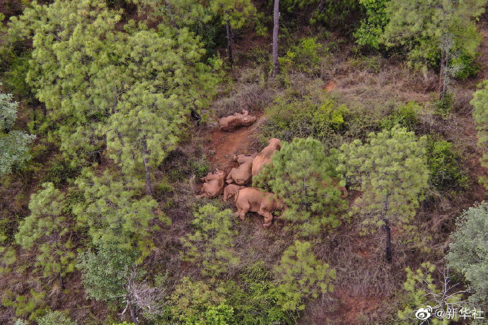 云南北移亚洲象群持续在易门县活动