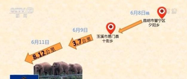 迂回近一周，大象“旅行团”为何不走了？