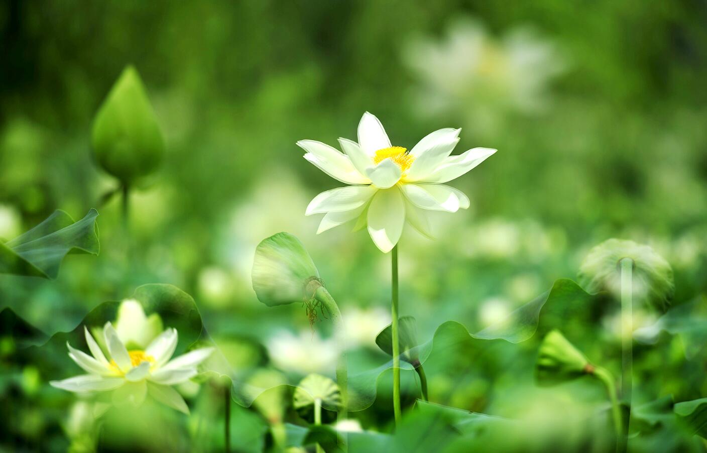 二十四节气 夏至｜吃过夏至面，一天短一线