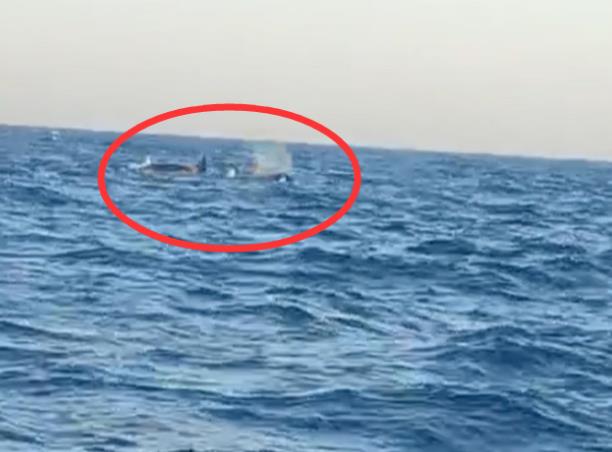 冲上热搜！三头巨型海兽浮出辽宁海域，视频拍下壮观一幕