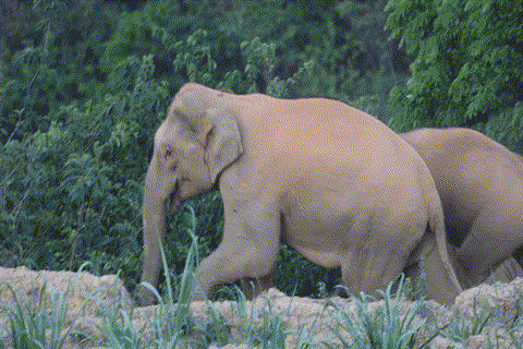 【跟着大象逛云南·