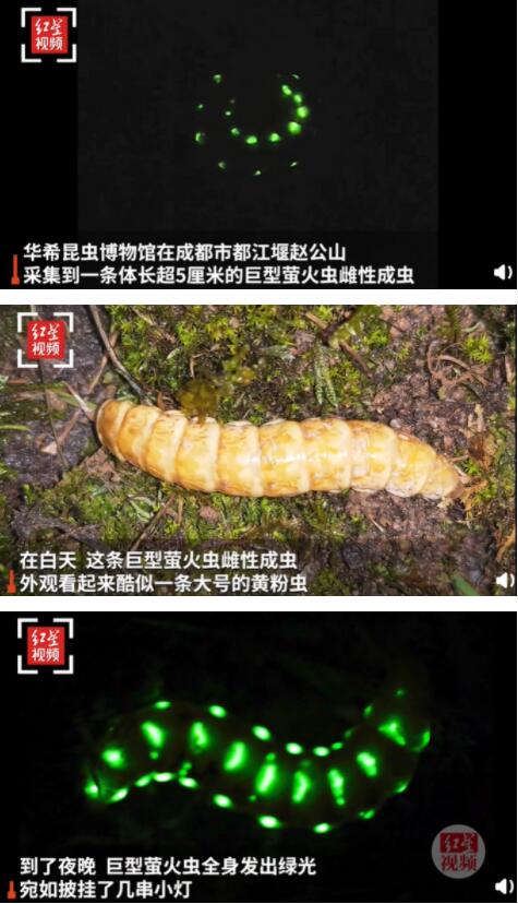5厘米巨型萤火虫现身四川，晚上挂着30多个“小灯”出来蹓，网友评论亮了