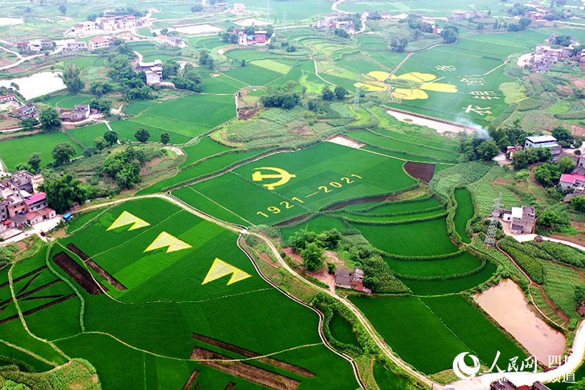 四川泸县：彩色水稻“绘出”新景观