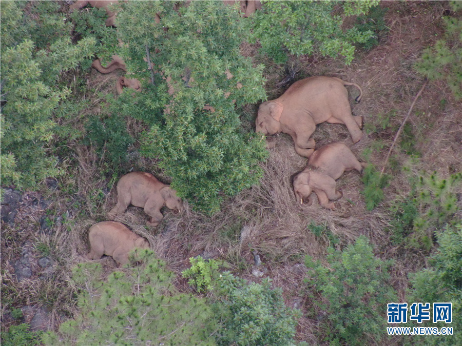 云南北移亚洲象群休息时间减少行动时间加长 迂回向南移动