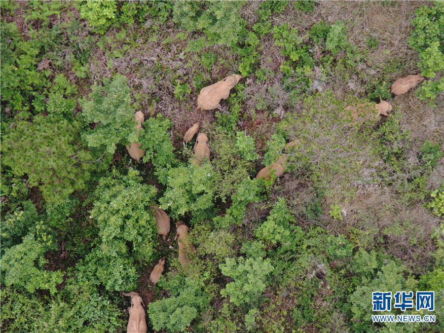 云南北移亚洲象群休息时间减少行动时间加长 迂回向南移动