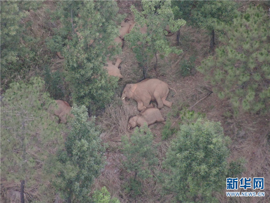 云南北移亚洲象群休息时间减少行动时间加长 迂回向南移动