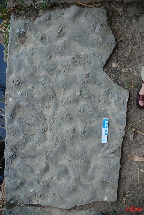 四川发现中国最小恐龙足迹长1.02厘米 怎么确定是恐龙足迹的？