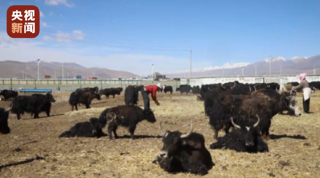 西藏连续6年粮食产量稳定在百万吨以上