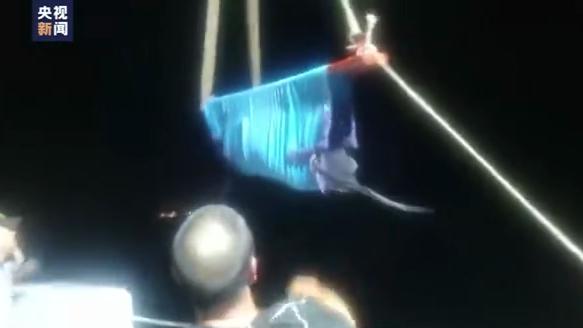 浙江12头搁浅瓜头鲸已吊离滩涂，其中两头已放生