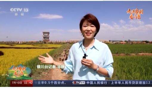 走进乡村看小康丨稻田里有位“鸭司令” 四十里店村找到致富新路径