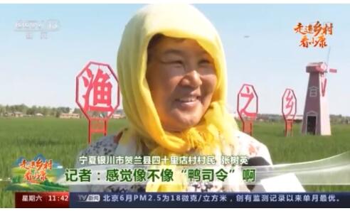 走进乡村看小康丨稻田里有位“鸭司令” 四十里店村找到致富新路径