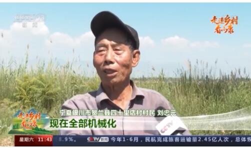 走进乡村看小康丨稻田里有位“鸭司令” 四十里店村找到致富新路径