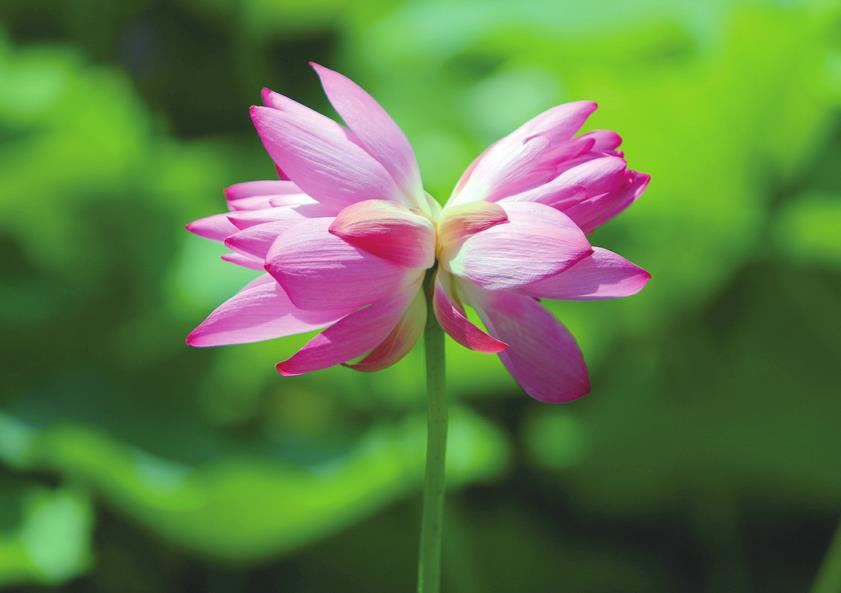 罕见并蒂莲绽放大明湖畔