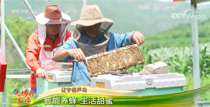 走进乡村看小康 | 百合花开 乡村致富 智能养蜂 生活甜蜜