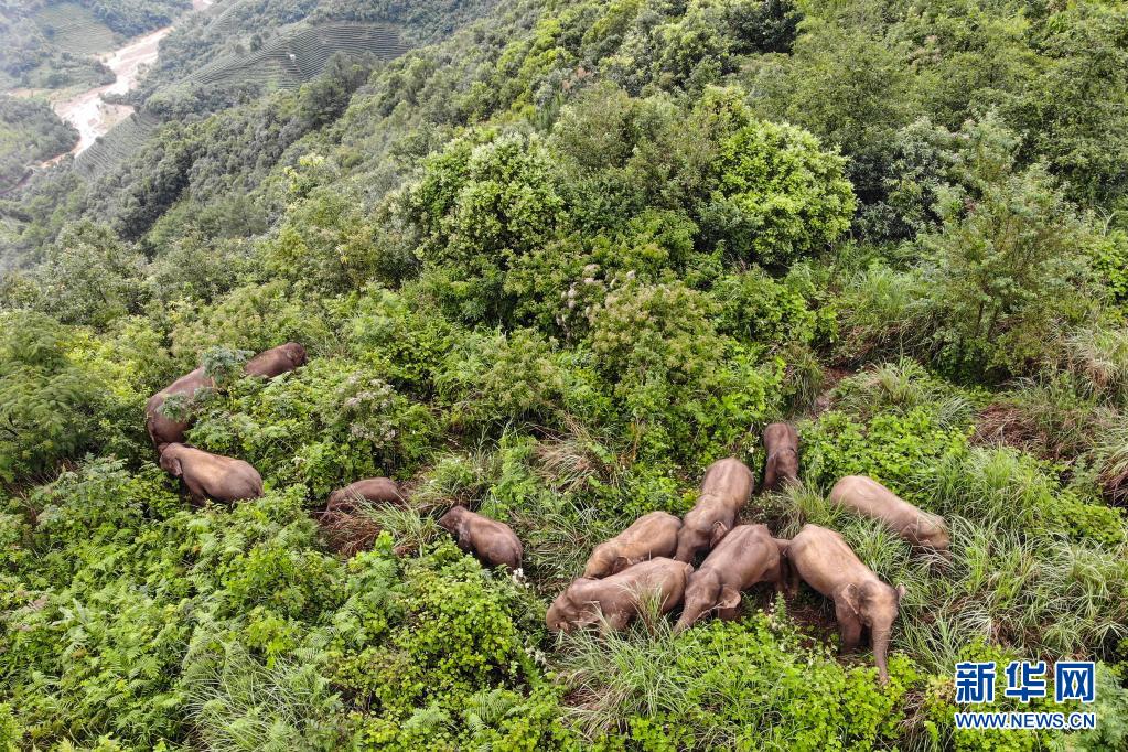云南北移亚洲象群进入墨江县回到传统栖息地