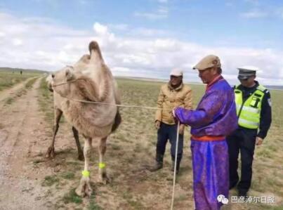 【于月仙阿拉善车祸中骆驼被撞后续】边境骆驼戴上反光腿带！