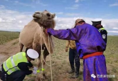 【于月仙阿拉善车祸中骆驼被撞后续】边境骆驼戴上反光腿带！