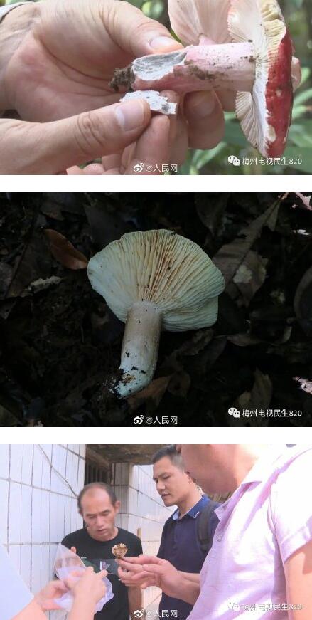 广东祖孙3人食用毒蘑菇致死毒蘑菇长这样