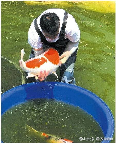 济南锦鲤游向全国 年产值达到1.1亿元